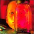 Jar Of Flies Sap