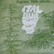Ital Dub Augustus Pablo