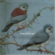 Thieves Shearwater