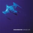 Winged Life Shearwater
