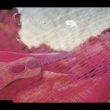 Kotonoha 【Copy Control CD】