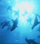 Sea Planet Monterey Bay No Ikimono Tachi 