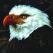 Hawk Is Howling