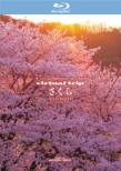 Virtual Trip Sakura Nostalgia