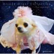 Disney Orgel Collection -True Love`s Kiss-