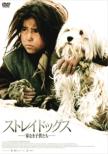 Straydogs