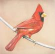 Old Crows  /  Young Cardinals