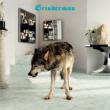Grinderman 2 �yLimited Edition�z