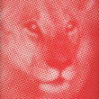 Kumina Mento Rasta (10