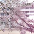 Sangatsu Futsuka.Sakura Iro