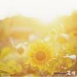 Hana Uta (+DVD)[First Press Limited Edition] GReeeeN
