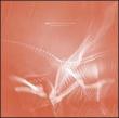 Speechless Remixes 1