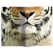 Animal Mask Book Cover (Tiger)