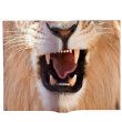 Animal Mask Book Cover (Lion)