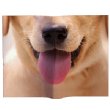 Animal Mask Book Cover (Labrador)