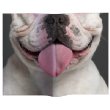 Animal Mask Book Cover (Bulldog)