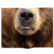 Animal Mask Book Cover (Bear)