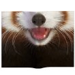 Animal Mask Book Cover (Lesser Panda)