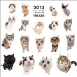 The Cat All-star / 2013�N�J�����_�[