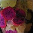 Applesauce (10inch)