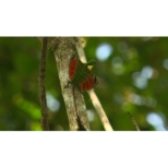Wild Life Mitsurin Ni Hikou Seibutsu No Nazo Wo Ou Borneo