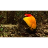 Wild Life Maboroshi No Tori Honoo No Mai Ni Semaru New Guinea Tou