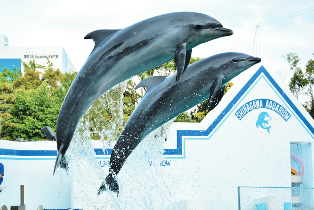 しながわ水族館 チケット - 施設利用券