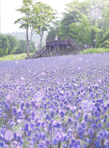 たんばらラベンダーパーク入園券＋花のキルト展入館券