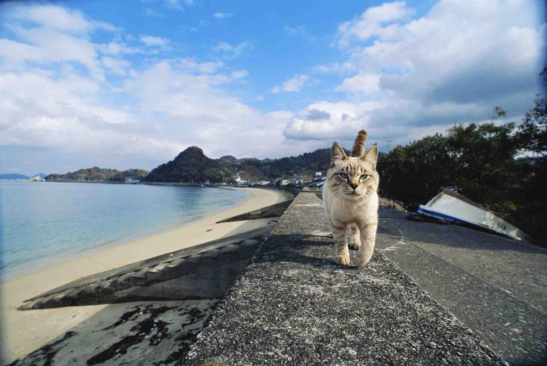 岩合光昭 いよねこ 猫と旅する写真展 イベントのチケット ローチケ ローソンチケット