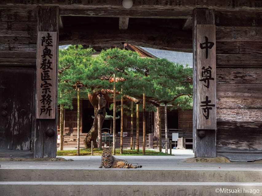 岩合光昭写真展　ご当地ねこ