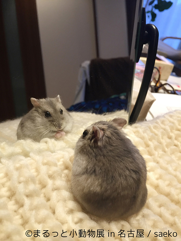ハリネズミ リスなどにモモンガも仲間入り 新年初癒し まるっと小動物展 In 名古屋 が開催 イベント おでかけ