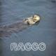 Racco