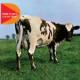 Atom Heart Mother: ���q�S��