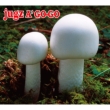 jugz A' GO-GO