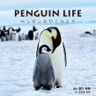 Penguin Life yM₱̂Ƃ