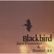 Blackbird