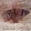Mudsuckers
