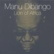 Lion Of Africa