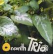 Oncenth Trio