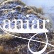 Aniar