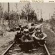 Animals Tracks