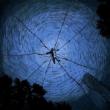 Harvestman