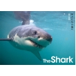 The Shark T̊C