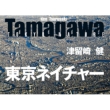 Tamagawa lC`[