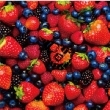 STRAWBERRY TIMES (Berry Best of HiGE)yDeluxe Editionz(2CD)