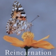 Reincarnation yTYPE Bz