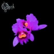 Orchid