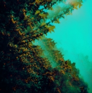 Caterpillars Of Creation