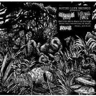 Swollen With Rancid Phlegm