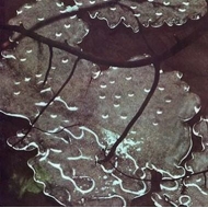 Maurizio Bianchi/Armaghedon (Ltd)